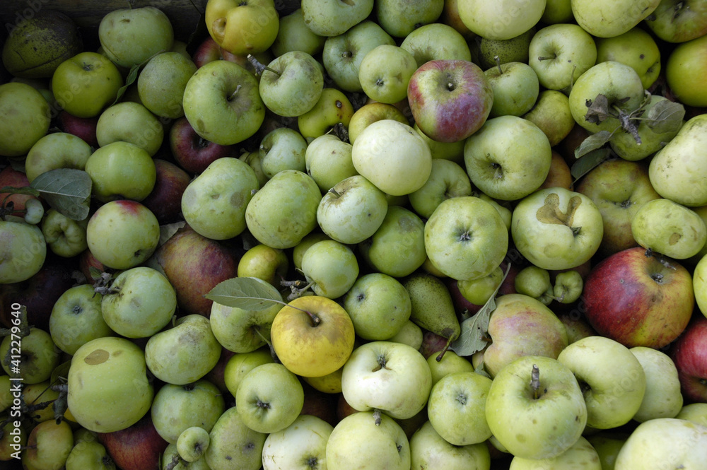 frisch gepflueckte Aepfel