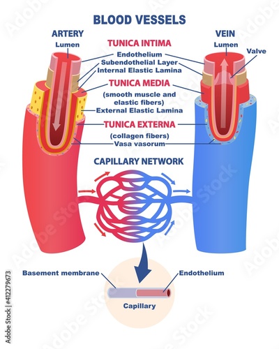 Blood vessels educational banner or poster. Comparison of the structure of the artery and vein. Diagram for the study of anatomy. Vector illustration