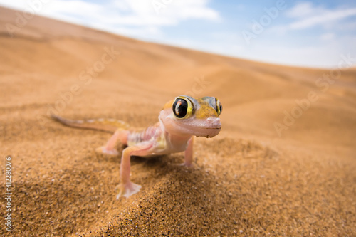 Gecko in Namib Desert