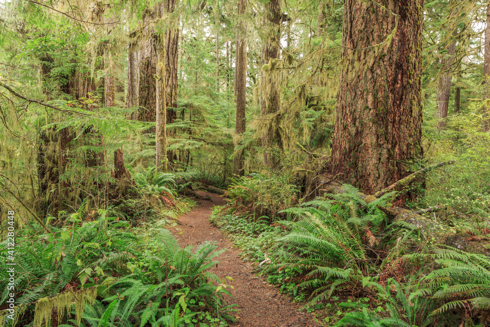 Quinault Rainforest, Olympic National Park, USA Quinault Rainforest, Olympic National Park, USA