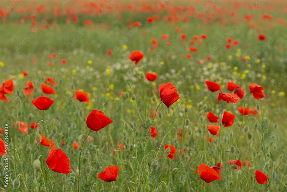 Fototapeta premium Beautiful spring field with red poppies