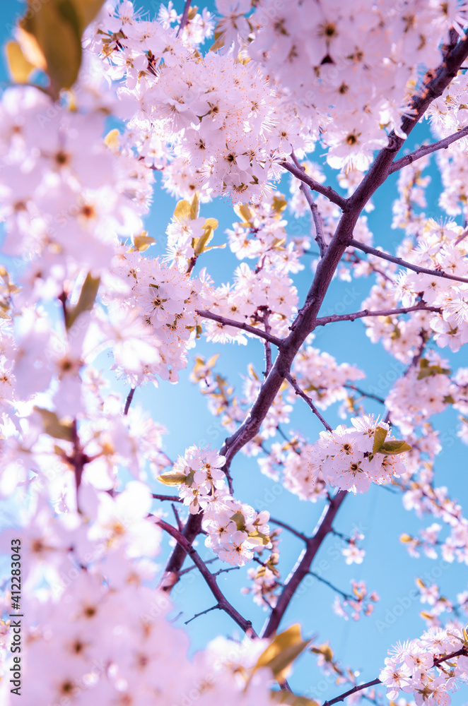 Spring sunny landscape with cherry tree in garden.Branches of blooming cherry pink blossoms on a background of saturated blue sky. Spring sunny landscape with cherry tree in garden.Branches of blooming cherry pink blossoms on a background of saturated blue sky.