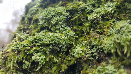 Dense and lush forest moss and lichen growing on a tree