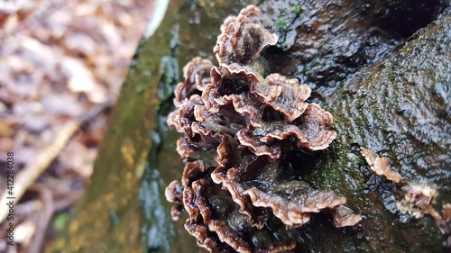 31.	Most polypores are edible or at least non-toxic. Bracket fungi, or shelf fungi produce shelf- or bracket-shaped or occasionally circular fruiting bodies called conks. They are mainly found on tree