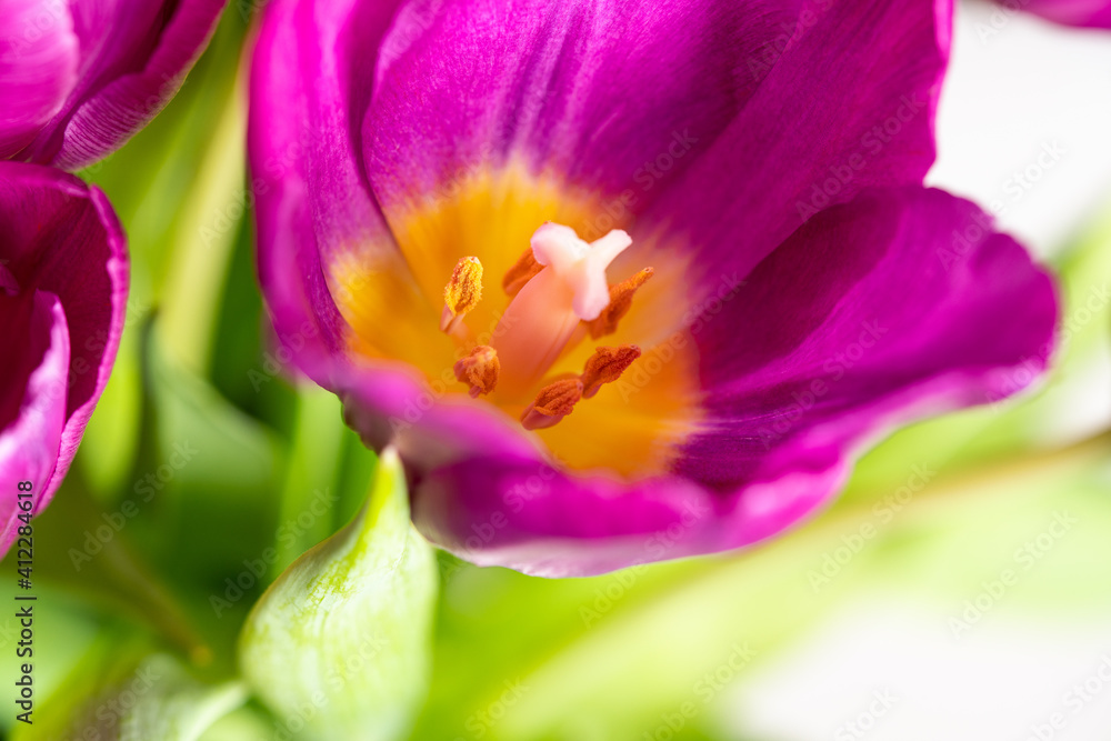 Tulpe makro 1