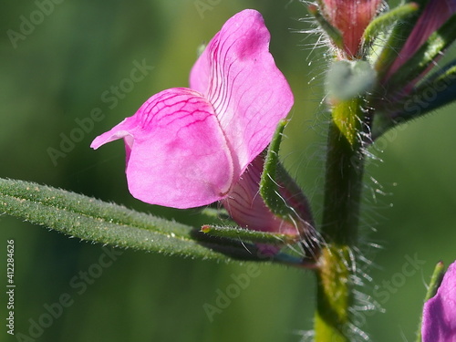 Linearleaf Snapdragon (Misopates orontium)