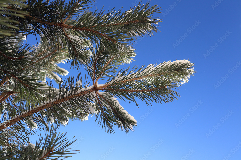 Pine branches covered with snow against the blue sky, close-up