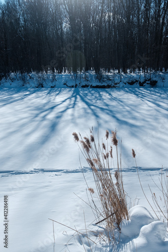 snow covered trees