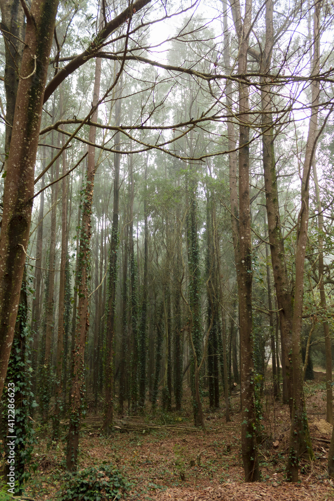 Obraz premium Forest trees with climbing ivy