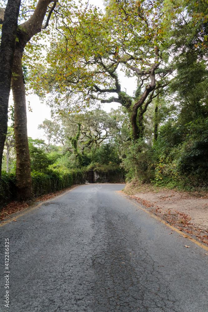 Road with beutiful magical trees on both sides Road with beutiful magical trees on both sides