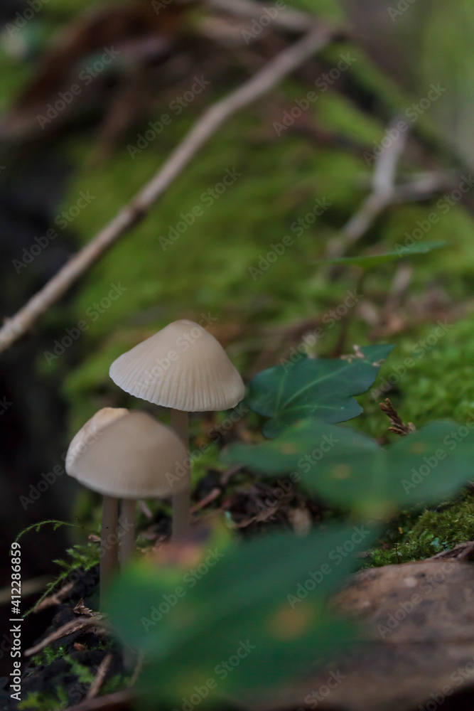 Close-up of little wild mushrooms Close-up of little wild mushrooms