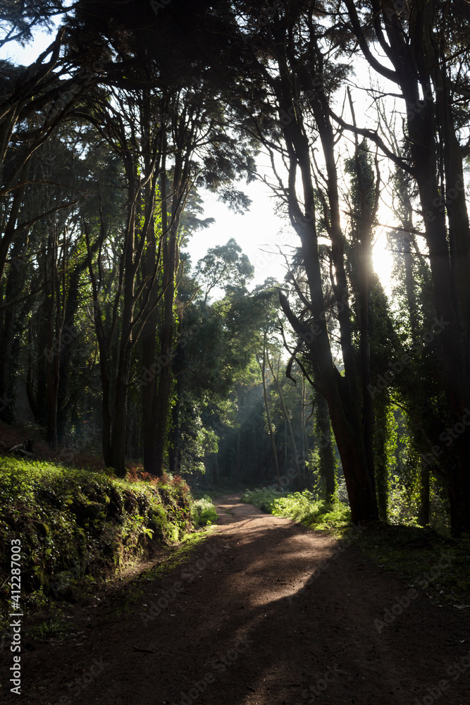 Naklejka premium Sun rays pass through trees in the forest