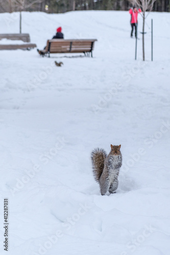 cat in the snow