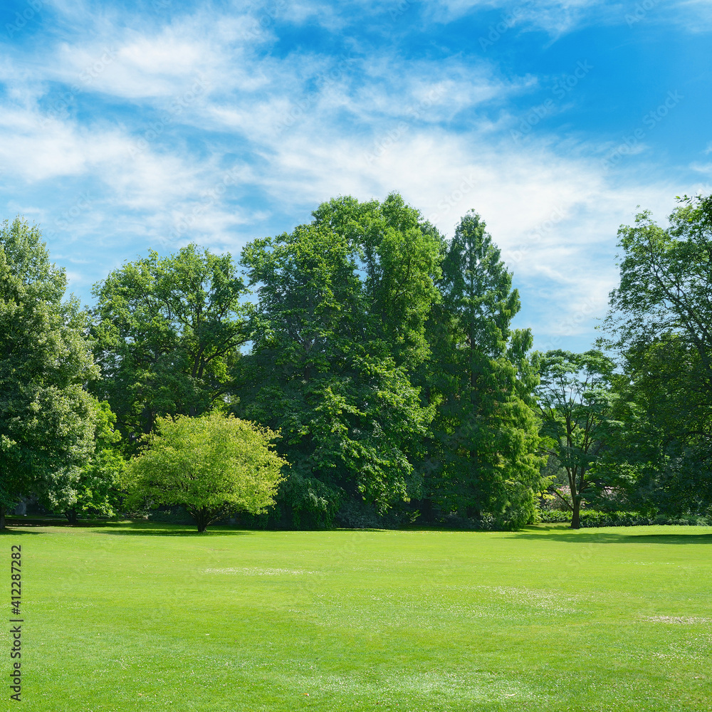 Lawn with green grass in park.