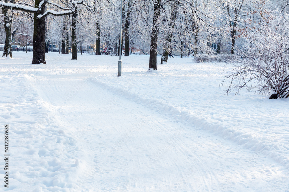 Fototapeta premium winter park in snow frosty cover