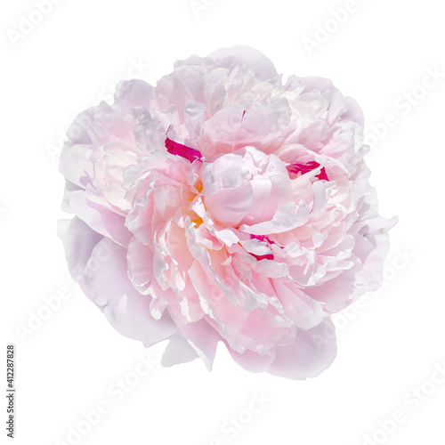 Peony flower in fashionable color.