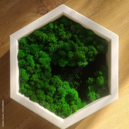 wood honeycomb shelves with moss for interior decor