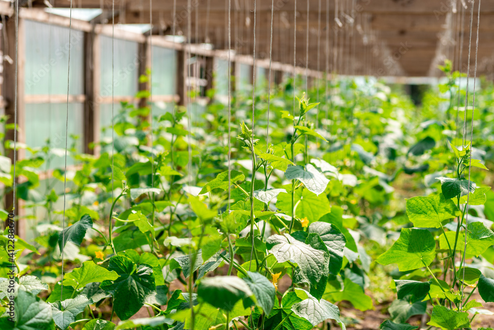 cucumber plant in the greenhouse. Growing cucumber. Tied up plants cucumber plant in the greenhouse. Growing cucumber. Tied up plants