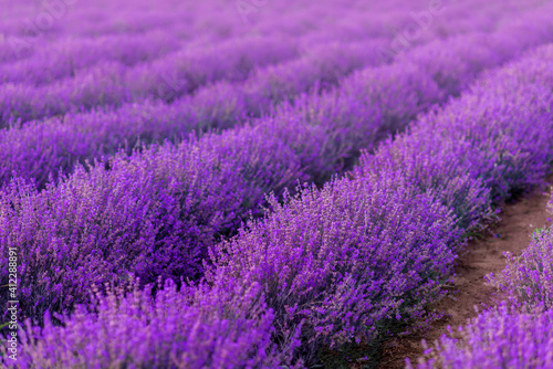 field of lavender. Purple field of flowers.