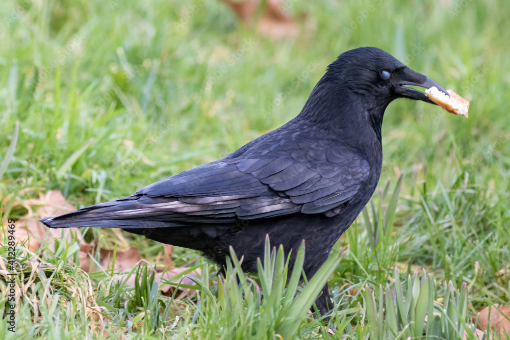 Carrion Crow Bird Close-up on grass eating bread in his mouth Carrion Crow Bird Close-up on grass eating bread in his mouth