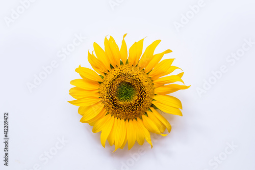sunflower flower on white background