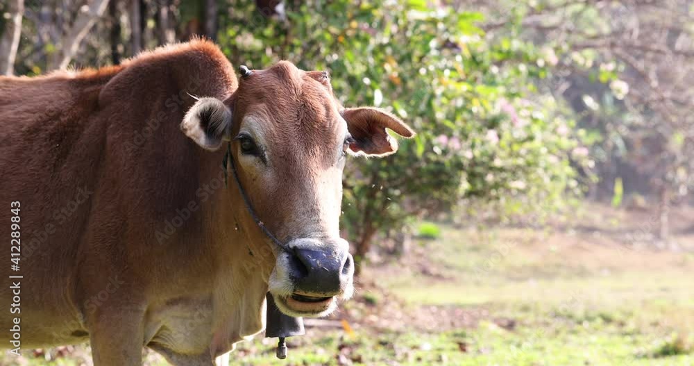 A beautiful mature female red cow looking directly at the camera while feeding on grass in the meadow. A beautiful mature female red cow looking directly at the camera while feeding on grass in the meadow.