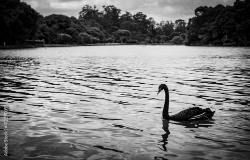 black swan on the lake © Raffael