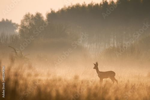 Photo roe deer in the morning