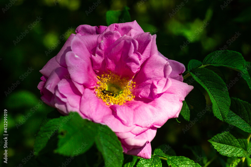 Close-up photo of pink Rugosa Rose flower at green background where bug is eating nectar in yellow center; sun is shining, bugs are buzzing and rose fragrance surrounds you