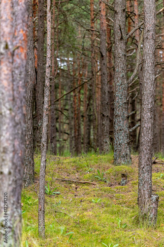 Seaside pine tree forest trees has tiny invisible path inviting you for adventures. Who knows maybe elves live behind this small hill