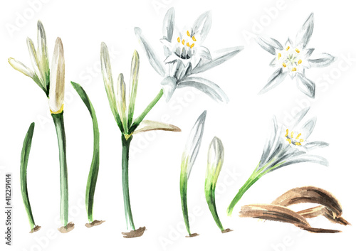 Pancratium maritimum or Lily of Sharon set, plant on the sand. Hand drawn watercolor illustration, isolated on white background