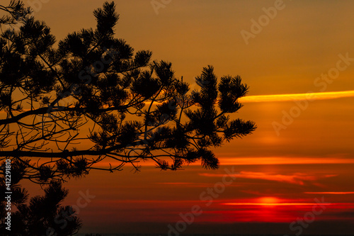 Evergreen pine tree branch´s silhouette at yellow, orange, red sunset on background