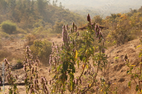 Indian broomrapes