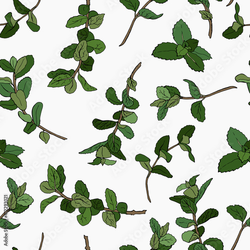 Mint. Seamless pattern with mint sprigs. Hand-drawn style. Stock illustration. White background, isolate. Vector.