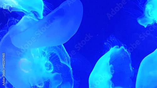 Jellyfish, a wonderful scene of the movement of jellyfish in an aquarium, in a German zoo.