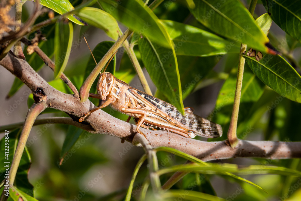 Grasshopper sitting on a branch surrounded by leaves. Grasshopper sitting on a branch surrounded by leaves.