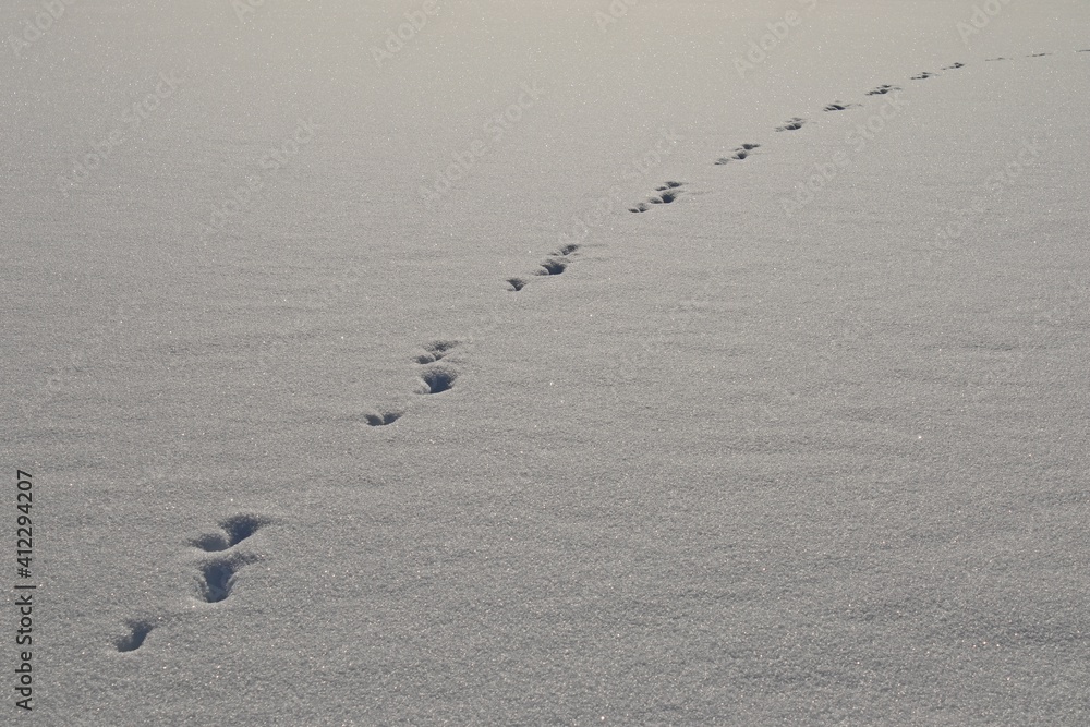 Spur eines Fuchses im tiefen Schnee Spur eines Fuchses im tiefen Schnee