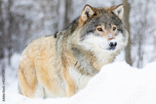Close-up portrait of a beautiful wolf in the cold winter © kjekol