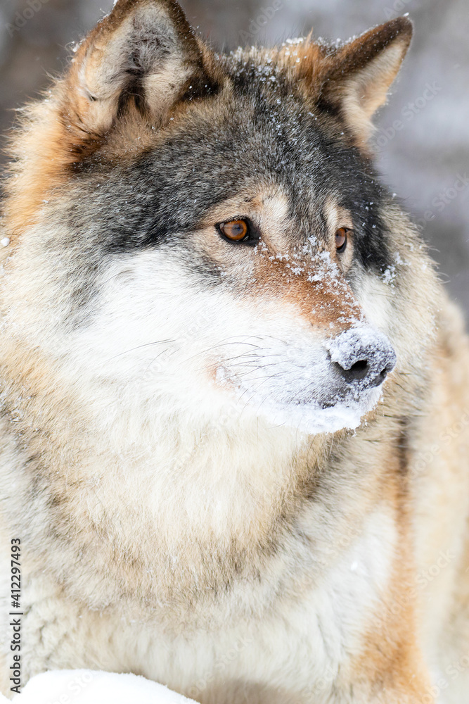 Fototapeta premium Close-up of wolf standing in beautiful and cold winter forest