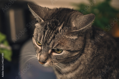 Portrait of a European shorthair cat