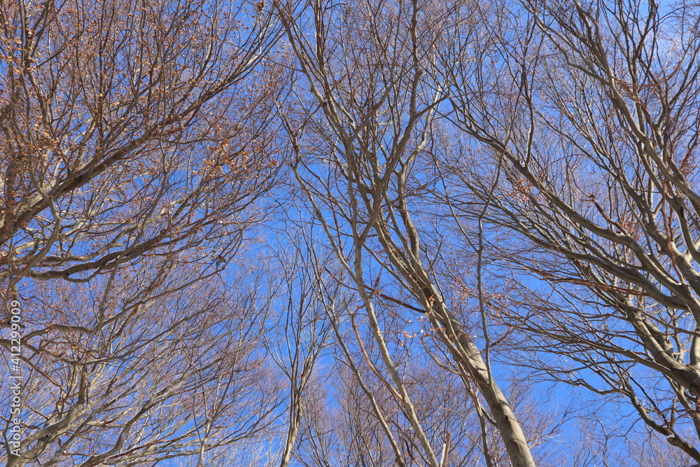 branches against sky branches against sky