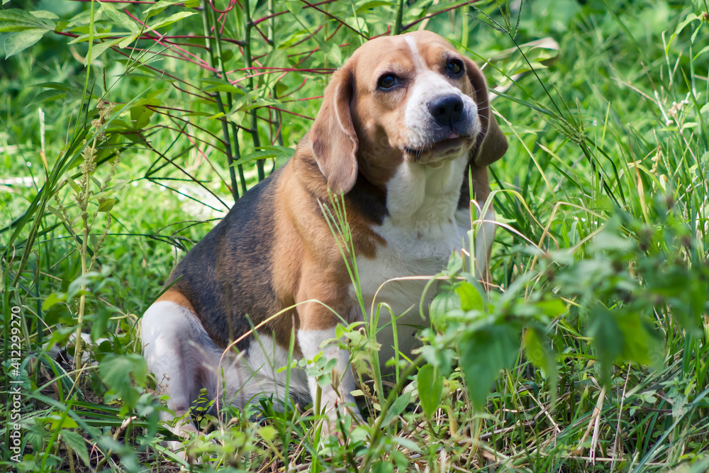 Beagle para sempre!