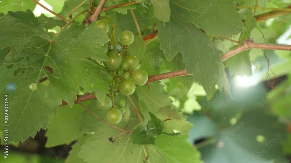 fresh fruits , close up grapes with green leaves on the vine. fresh fruits , close up grapes with green leaves on the vine.