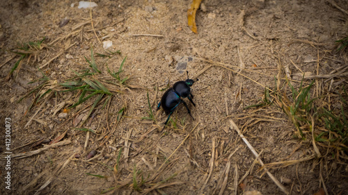 Dor (Geotrupes stercorarius) is a species of earth-boring dung beetle.