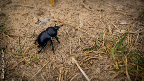 Dor (Geotrupes stercorarius) is a species of earth-boring dung beetle.