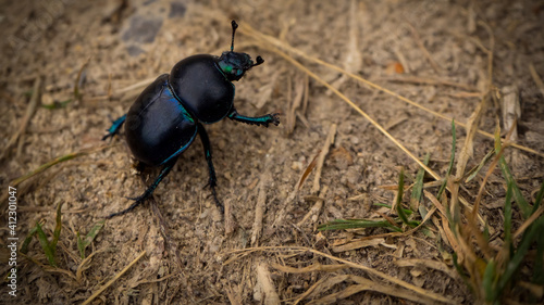 Dor (Geotrupes stercorarius) is a species of earth-boring dung beetle.