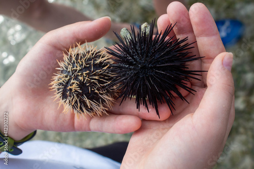 close-up live two different sea urchins from the ocean in the hands of man