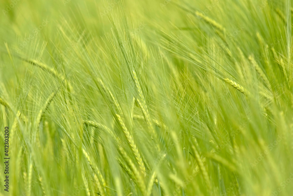Field of barley, close up, very shallow depth of field