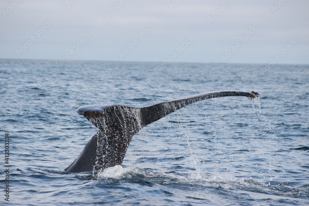 Fototapeta premium Whales and dolphins of the coast of Orange County , California.