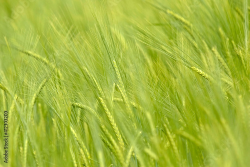 Field of barley, close up, very shallow depth of field